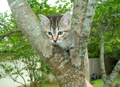 Kitten tree clearance